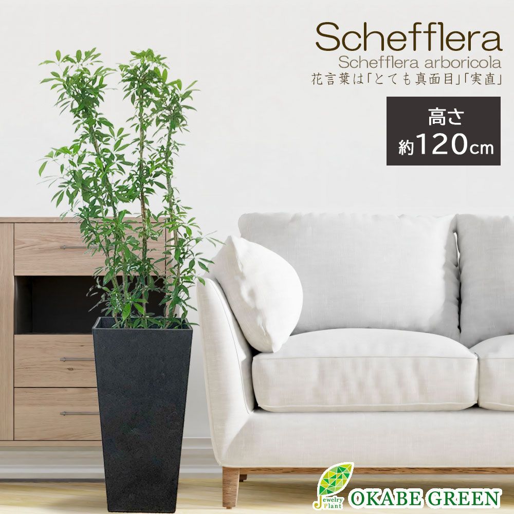 TARPtoTARP オリガミドリッパー アシモクラフツ TARPtoTARP オリガミドリッパー アシモクラフツ 【楽天市場】新色入荷