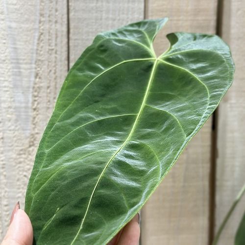観葉植物 アンスリウム Anthurium sp. choco IA 3.5号硬質ポット(現品