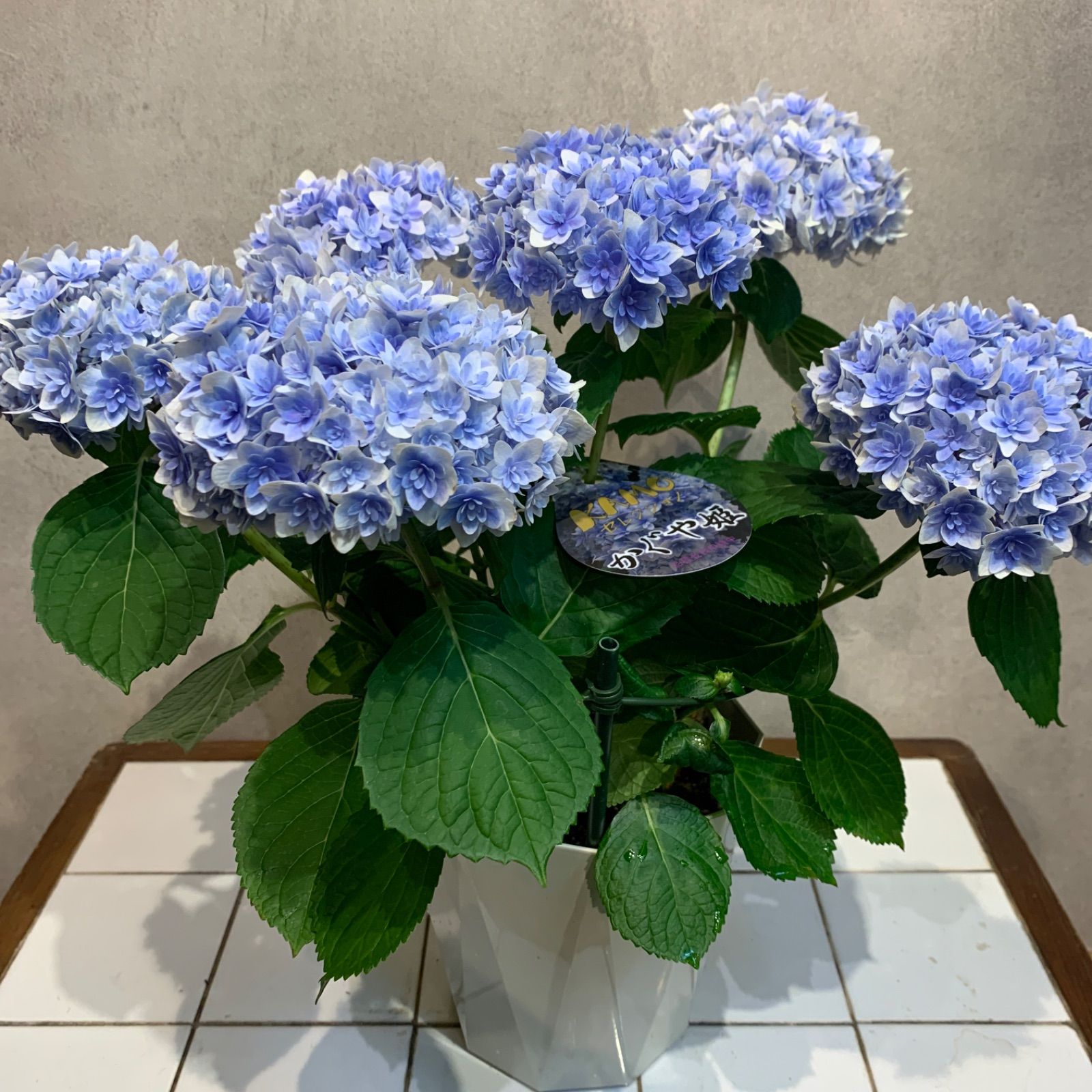 紫陽花の押し花 かぐや姫 爽やかなブルー濃いめのブルーミックス 望ましく