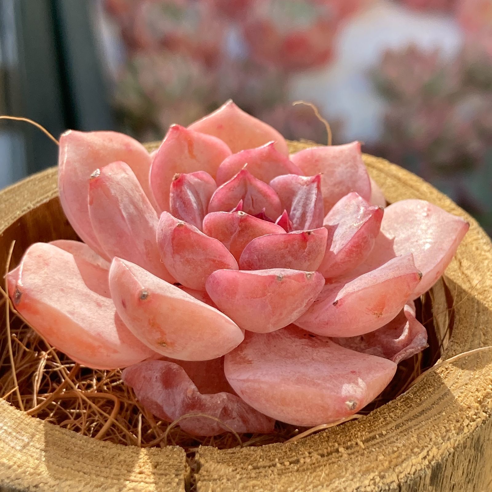エケべリア スイートハート 多肉植物韓国苗【ポコ多肉】 - メルカリ