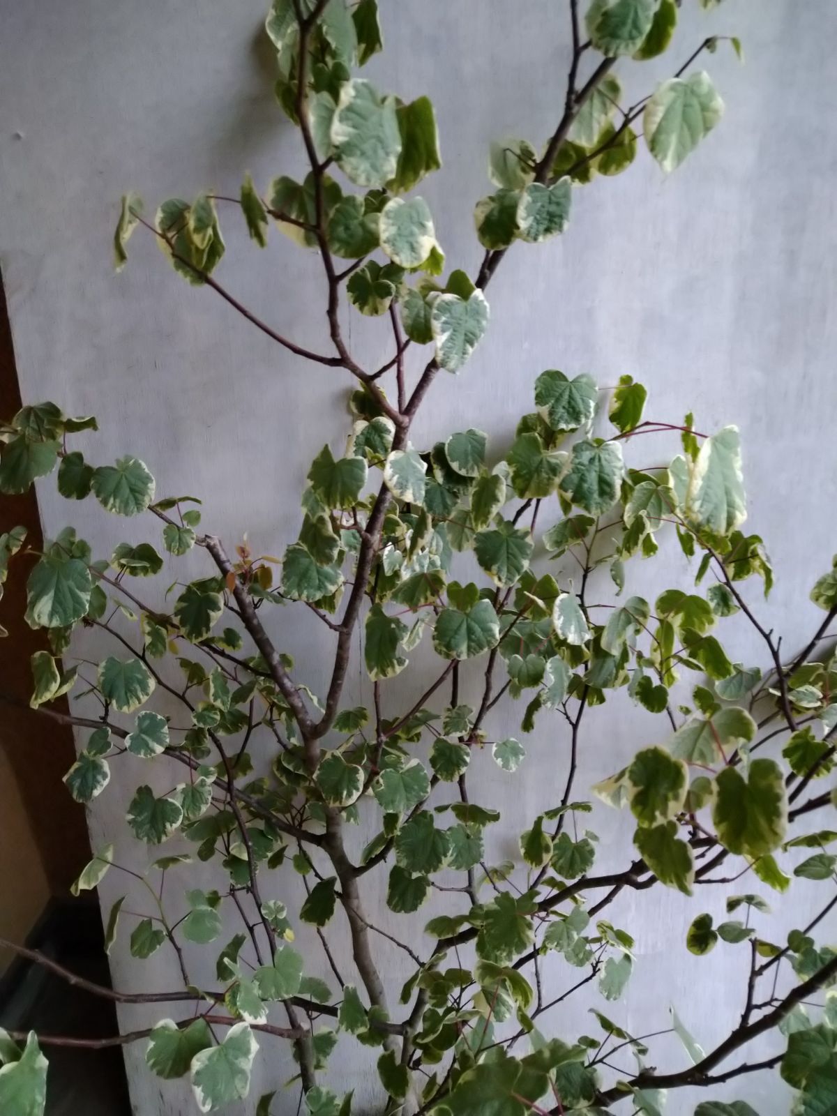 マルバノキ恵那錦株立ちB