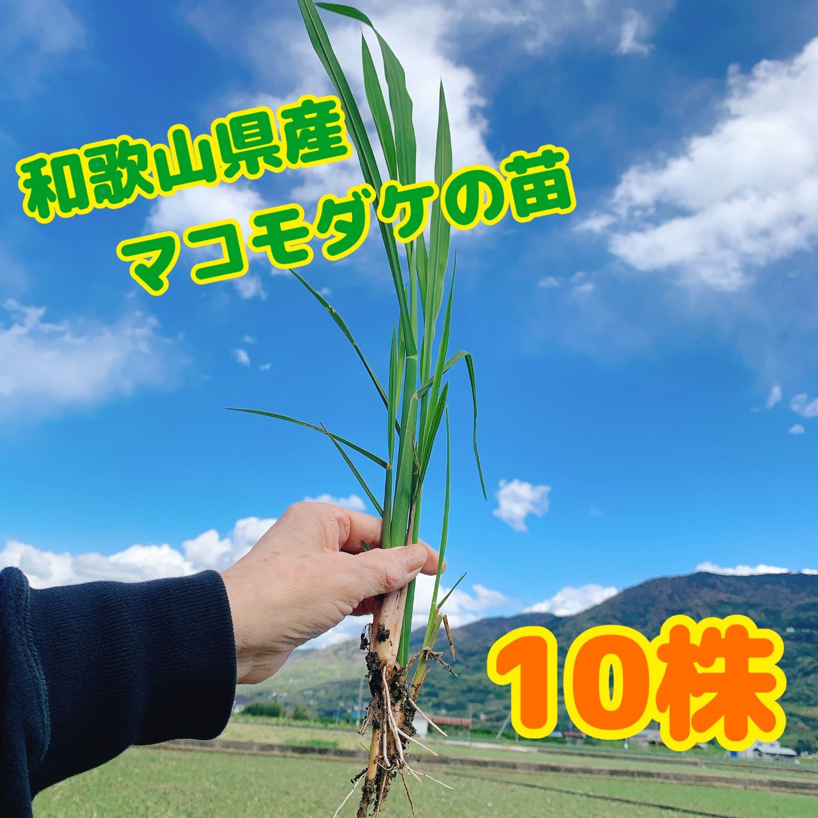 マコモダケ 真菰の苗10株 最高級のスーパー - 野菜