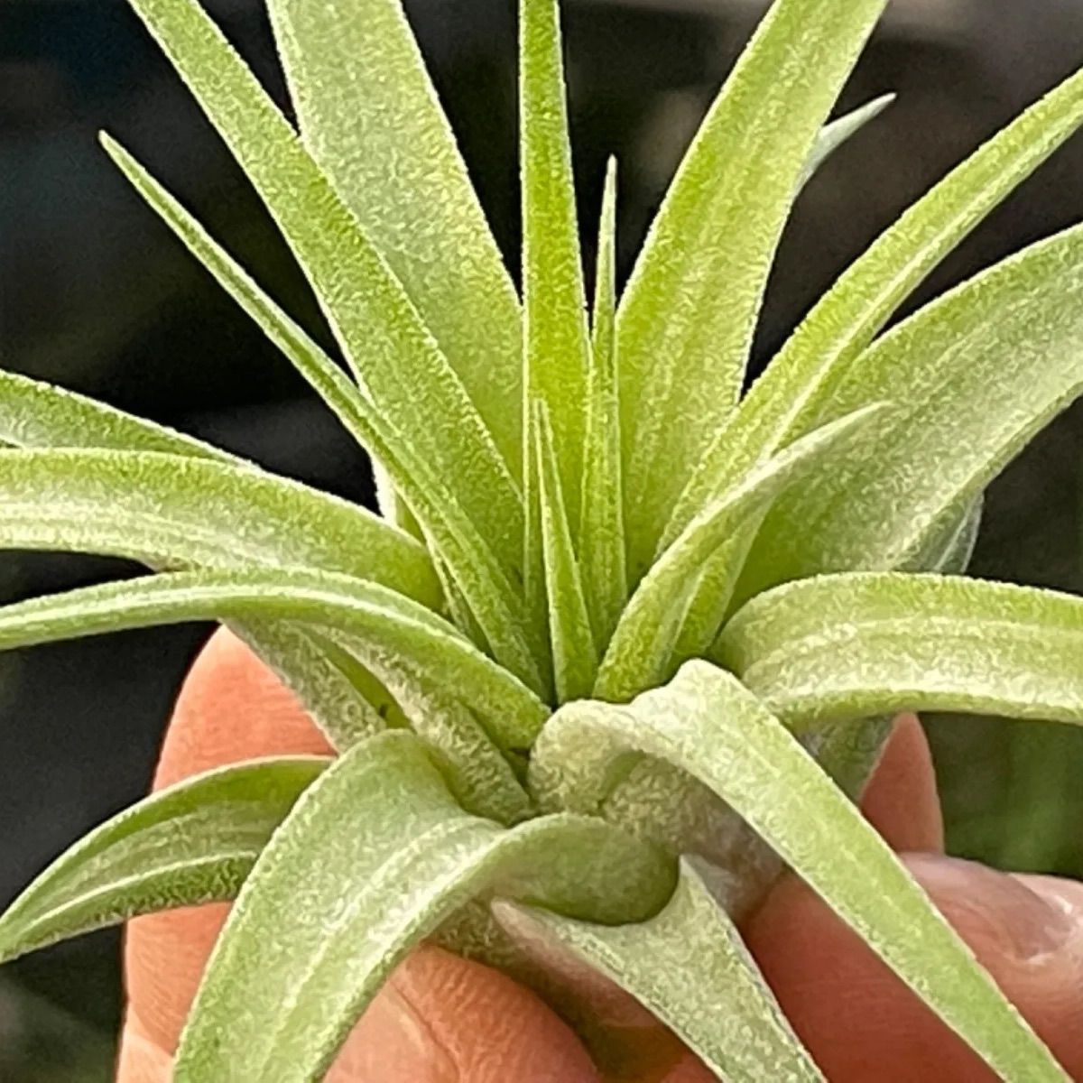 チランジア　イオナンタ　マキシマ　アルビノ　クランプ チランジア イオナンタ マキシマ アルビノ クランプ