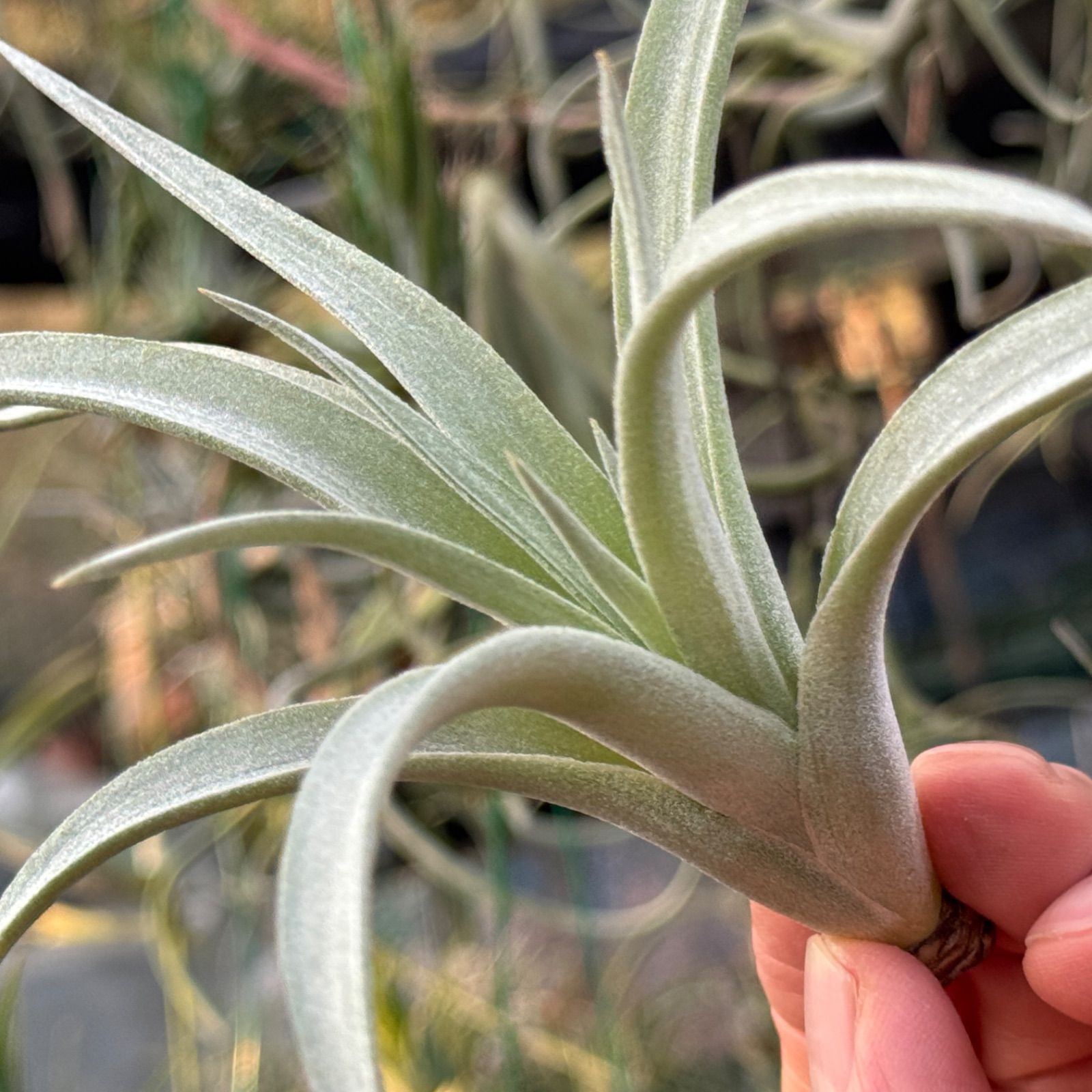 チランジア ハリシー×(キセログラフィカ×ブラキカウロス) Tillandsia