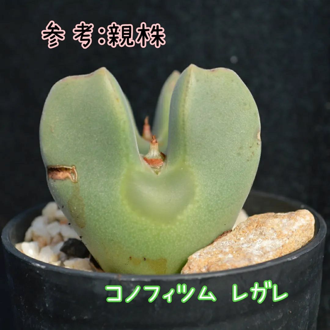 コノフィツム　ミニツム　種子19種類　10粒ずつセット コノフィツム ミニツム 種子19種類 10粒ずつセット