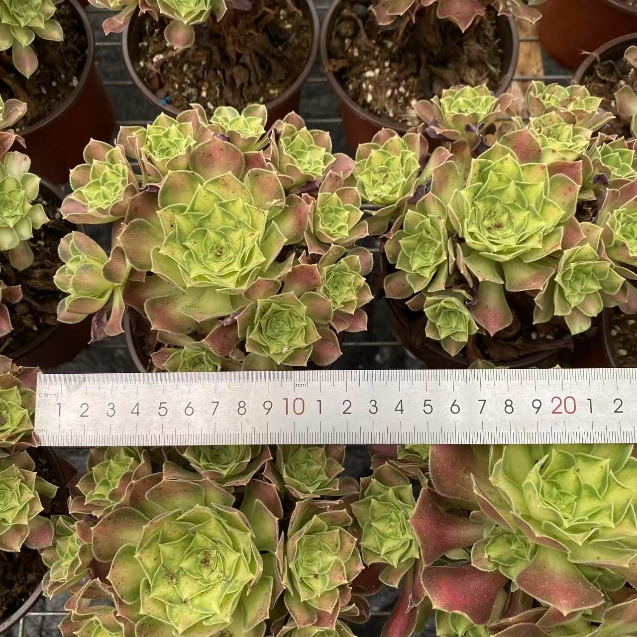 多肉植物　アモエナ　②　韓国苗 Amazon.co.jp: A！！多肉植物 レア苗 スタージェイ 大苗 665 2