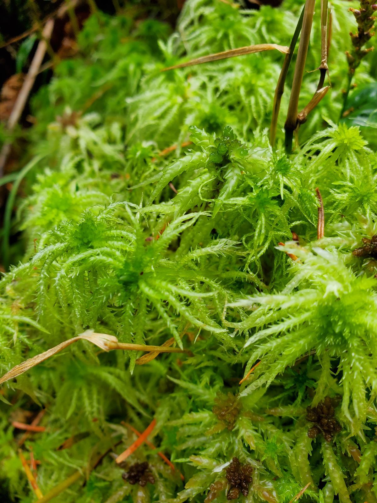 最高級の品質 北海道産極上生水苔ジップロック（大）100個分 - 盆栽・苔玉