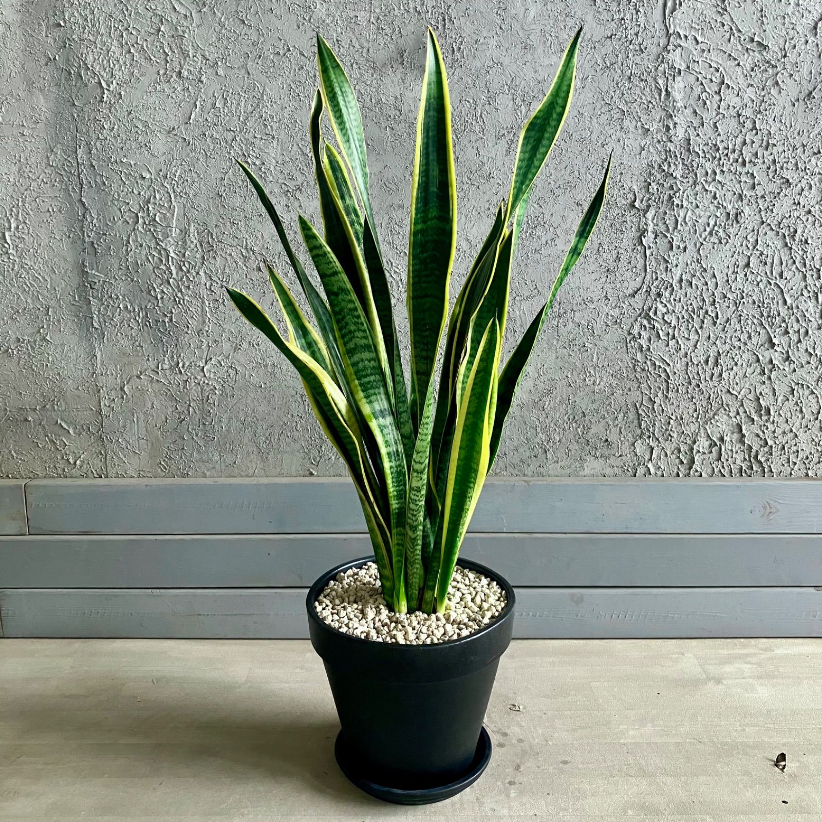 ローレンティ 9号