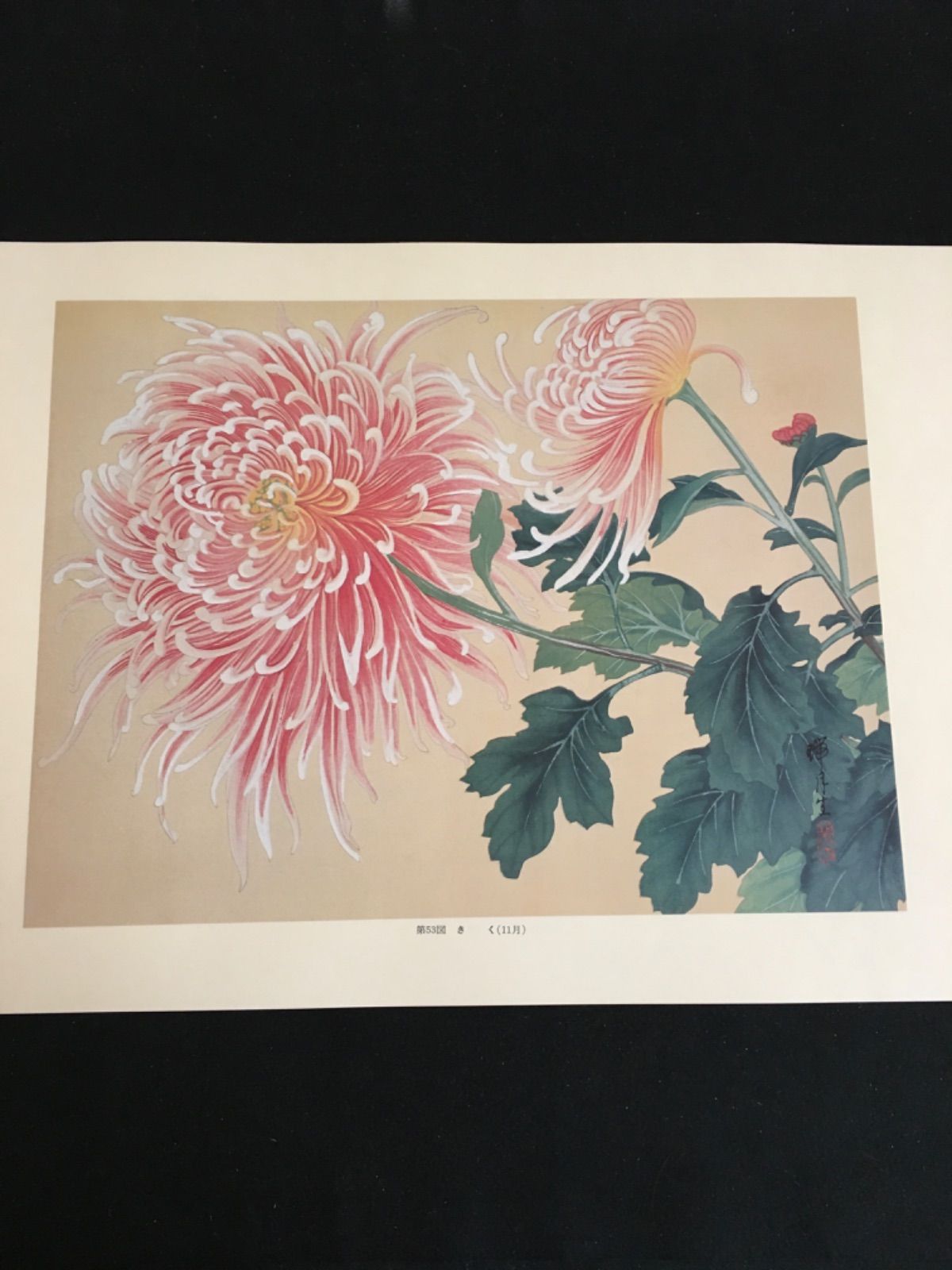 瑞月草花画譜 - メルカリ