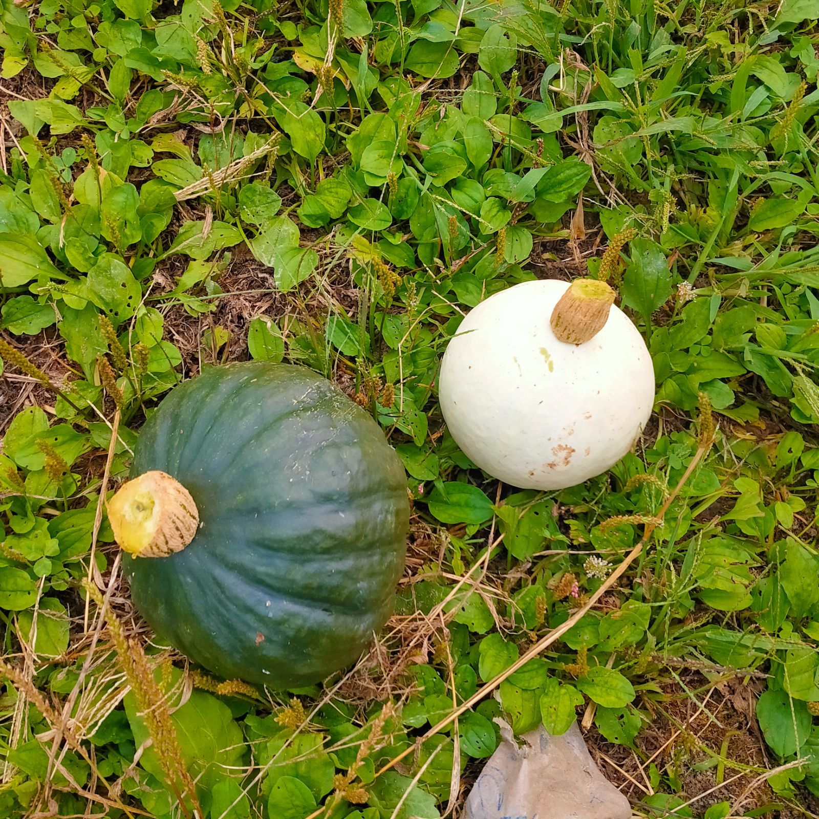 クール便】秋田県産 自然農法 野菜セット 無農薬 サイズ100 - メルカリ