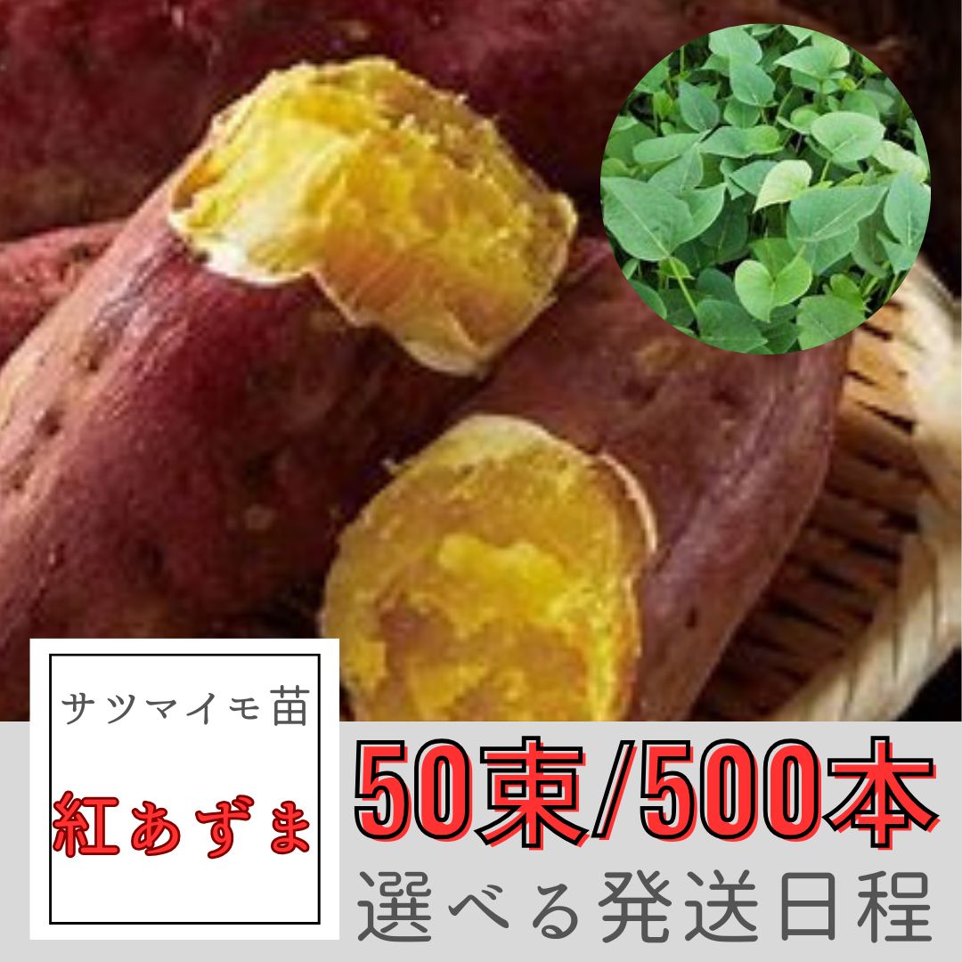 サツマイモ苗【紅あずま】50束/500本 専用出品さつまいも苗