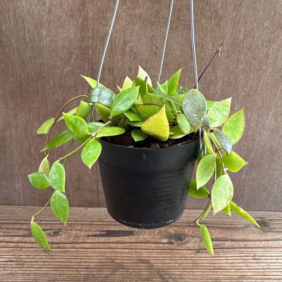 ホヤ メモリア ① Hoya memoria サクララン 桜蘭 観葉植物 観葉 植物