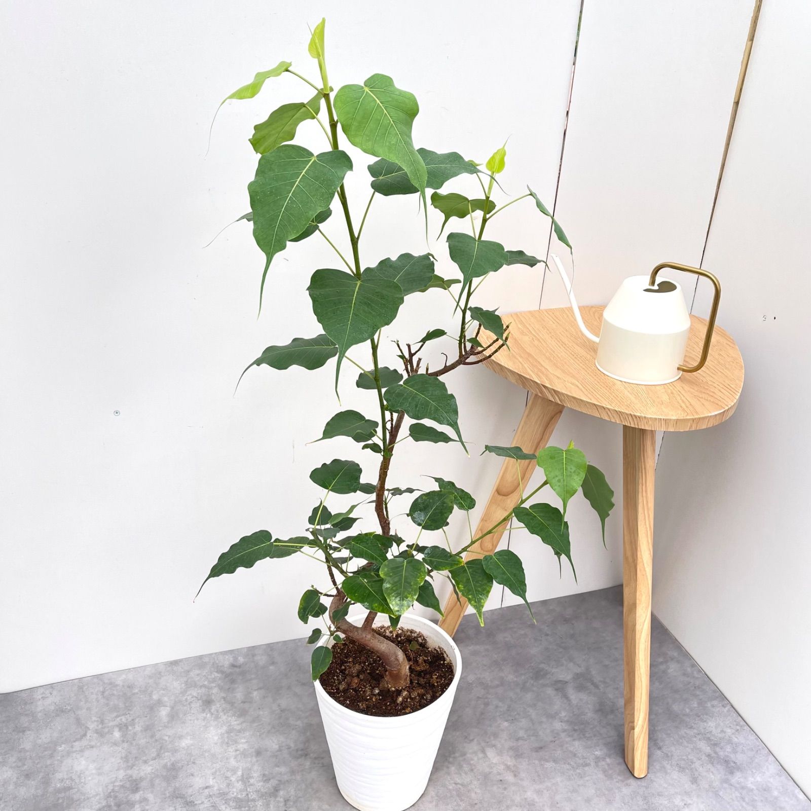 ［現品］R インドボダイジュ　フィカスレリギオーサ　曲がり　7号　観葉植物 現品］R インドボダイジュ フィカスレリギオーサ 曲がり 7号