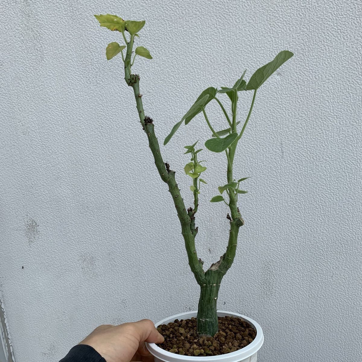 ユーフォルビア フスカ 現地球からカットした挿し木 発根済 005