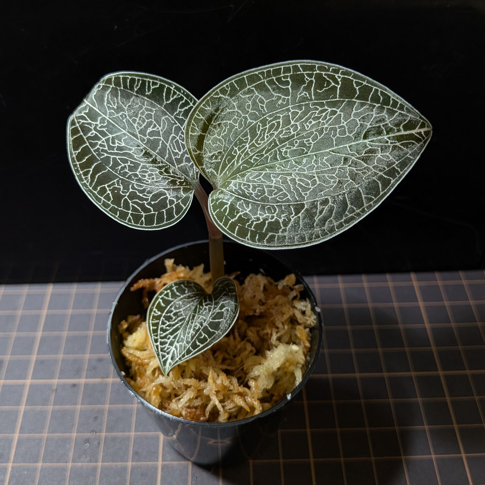 90センチ水槽 引き取り限定 引き取り限定】90センチスリム水槽