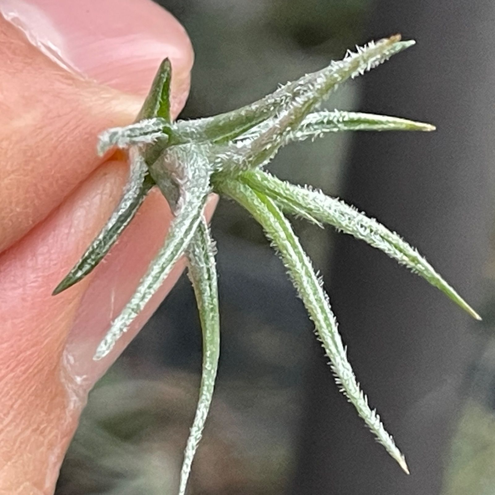 チランジア スピラリペタラ Tillandsia spiralipetala (トリコレピス var. マクロフィラ) (Tillandsia  tricholepis var. macrophylla)＊エアプランツ＠フラワーショップ江口 - メルカリ