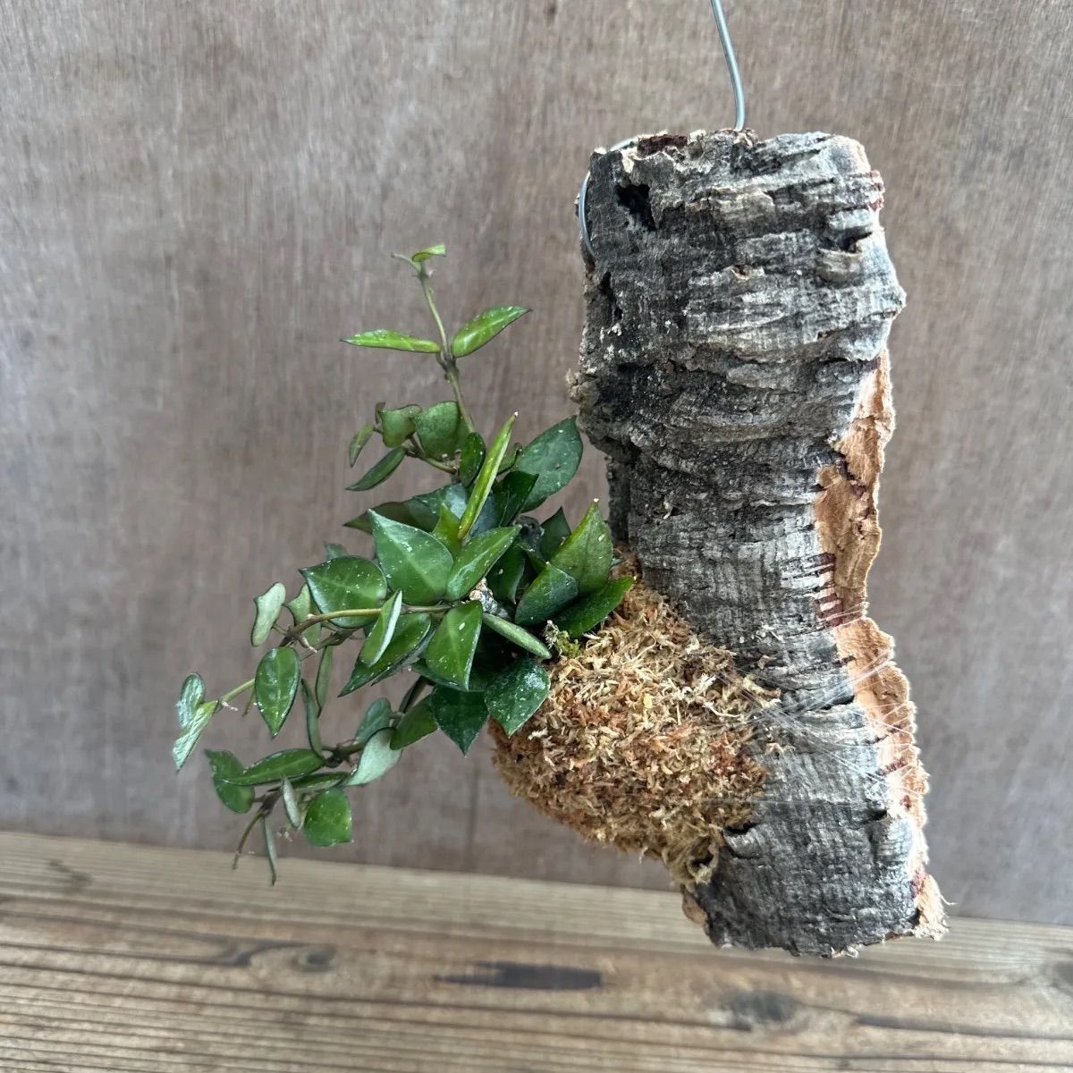 セール　レア　珍種　ホヤ　Hoya chloroleucha サクララン セール レア 珍種 ホヤ Hoya chloroleucha サクララン セール