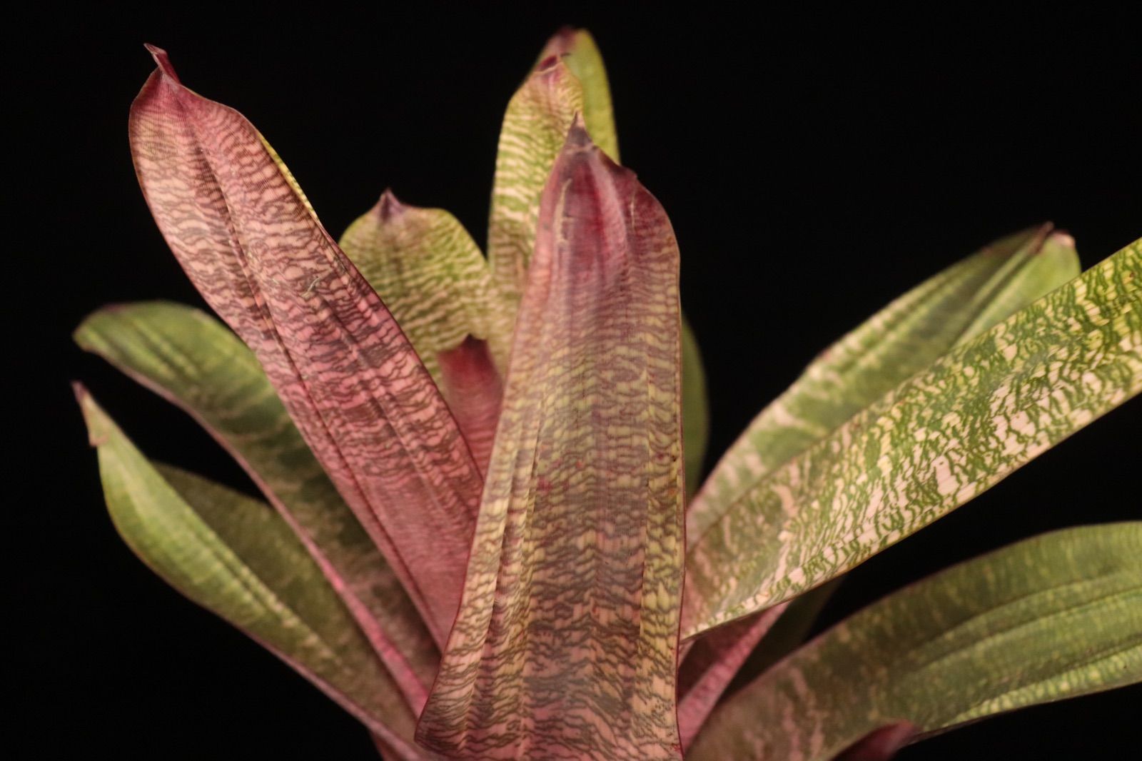 送料無料】Vriesea 'Swagger'〔フリーセア〕現品発送V133 /@plane