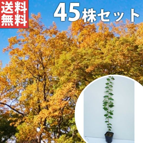 節約 苗/苗木 【45本セット】 ケヤキ 樹高0.5m前後 10.5cmポット けやき 欅