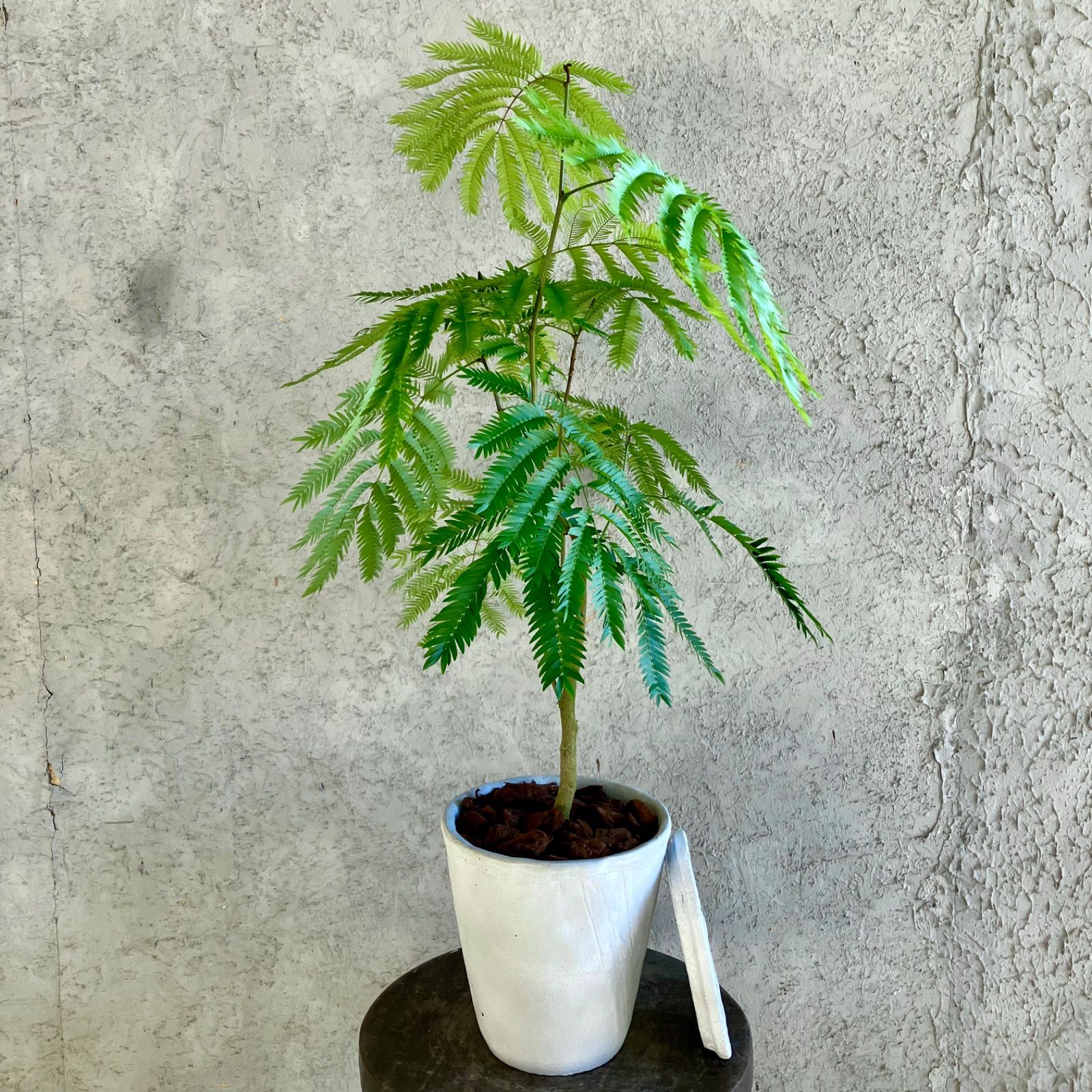 エバーフレッシュ 6号 テラコッタ鉢植え ホワイト 受け皿付き