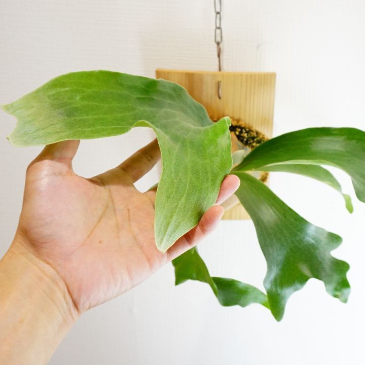 ①Platycerium hillii Panama ビカクシダ ヒリーパナマ hillii 'Panama