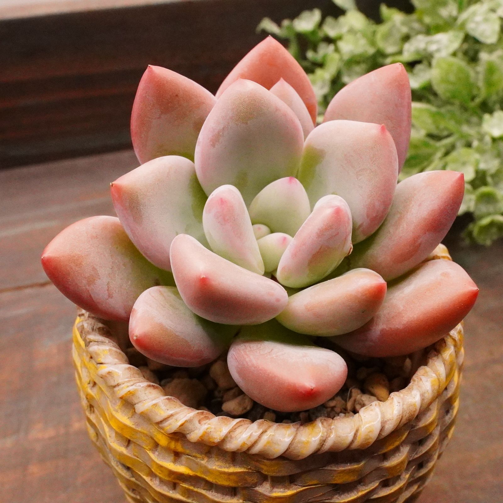 50多肉植物ルノーディーン 50苗4-6CM ルノーディーン – 多肉植物の通販・販売サイト tawawa