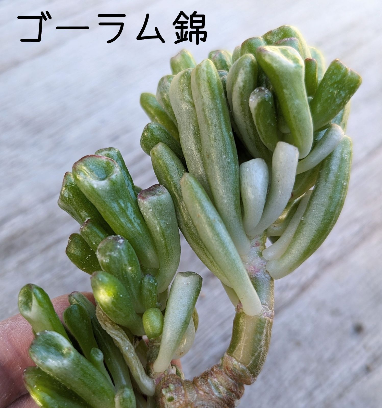 ゴーラム白錦 多肉植物 韓国苗 A106 - メルカリ