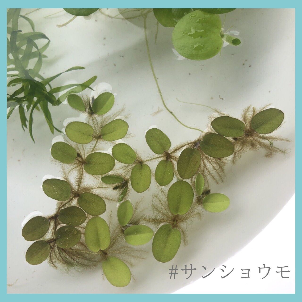 メルカリ便 メダカが喜ぶ 水草3種類セット - メルカリ