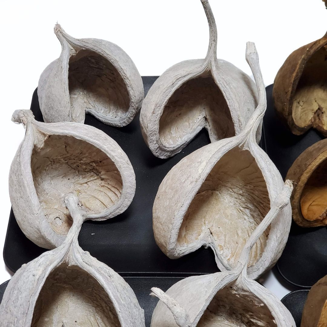 ブッダナッツ 割引有 16個セット L ウォッシュホワイト＆ナチュラル