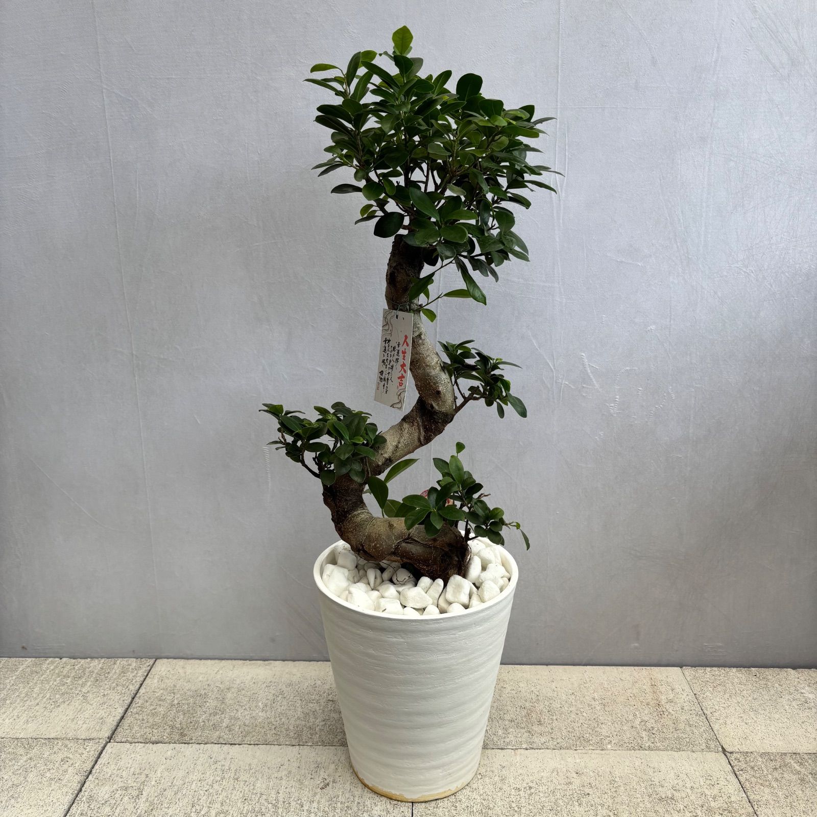 フィカス ツイスト型 曲がり昇龍 縁起物ガジュマル フィカス 風水植物 昇龍 曲がりガジュマル フィカス ツイスト型