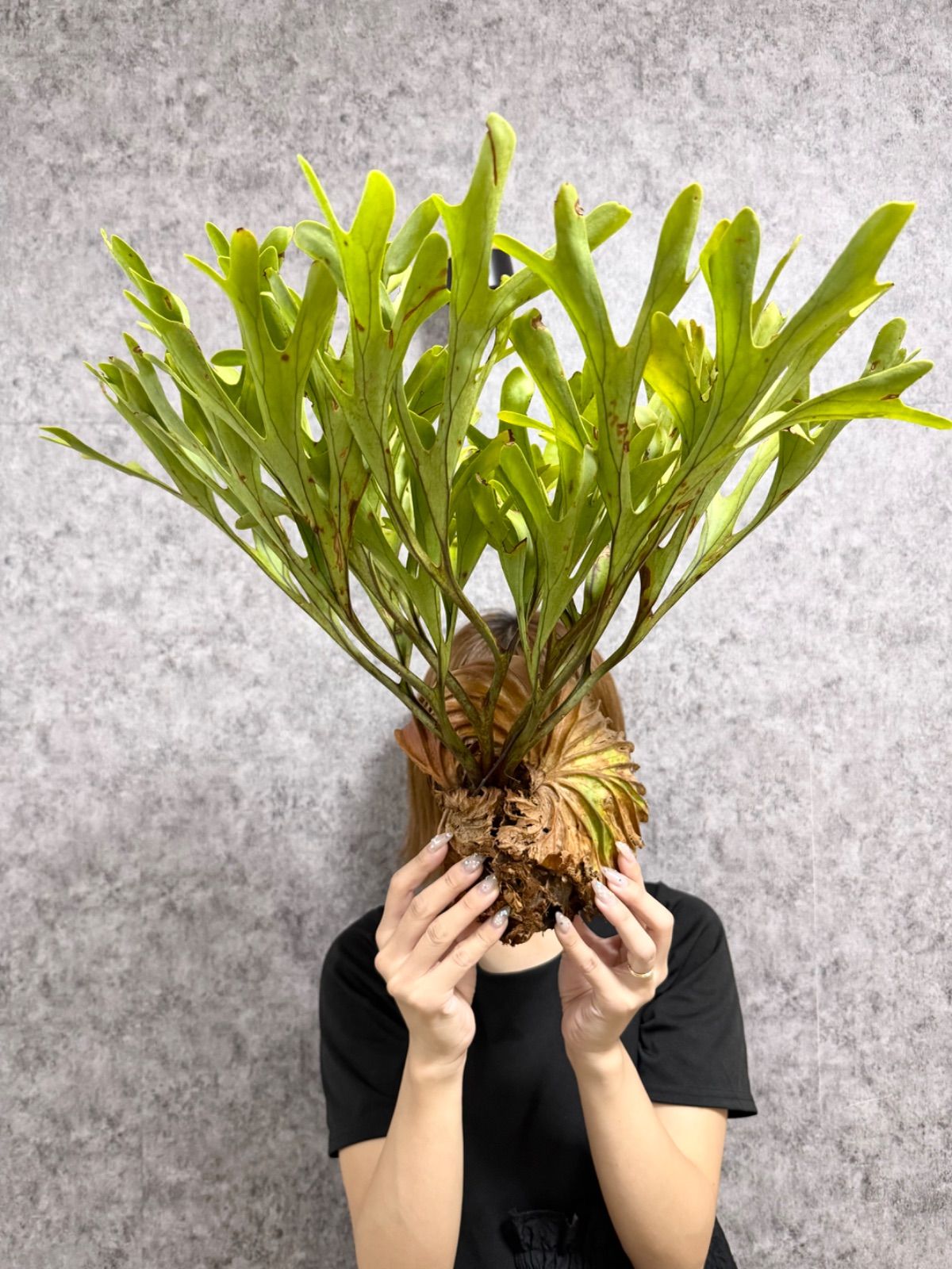 ビカクシダ　アッキー　Akki 子株 ビカクシダ アッキー Akki 子株 【公式通販】