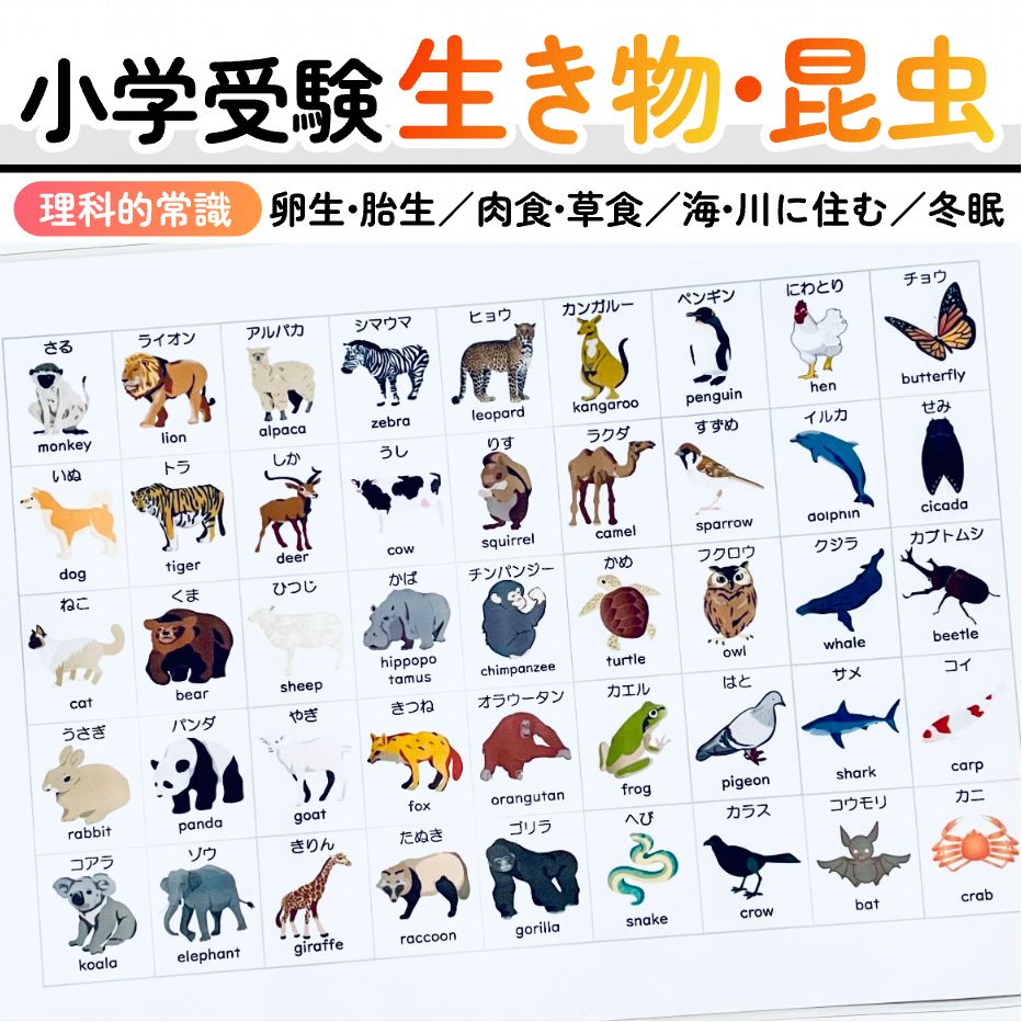 図鑑まとめ売り　お受験　小学校受験　「常識」ジャンル対策 小学校受験：ペーパー対策】理解度確認用「数の分割（かずのぶん