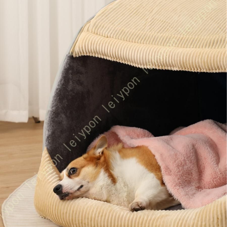 犬 ドーム