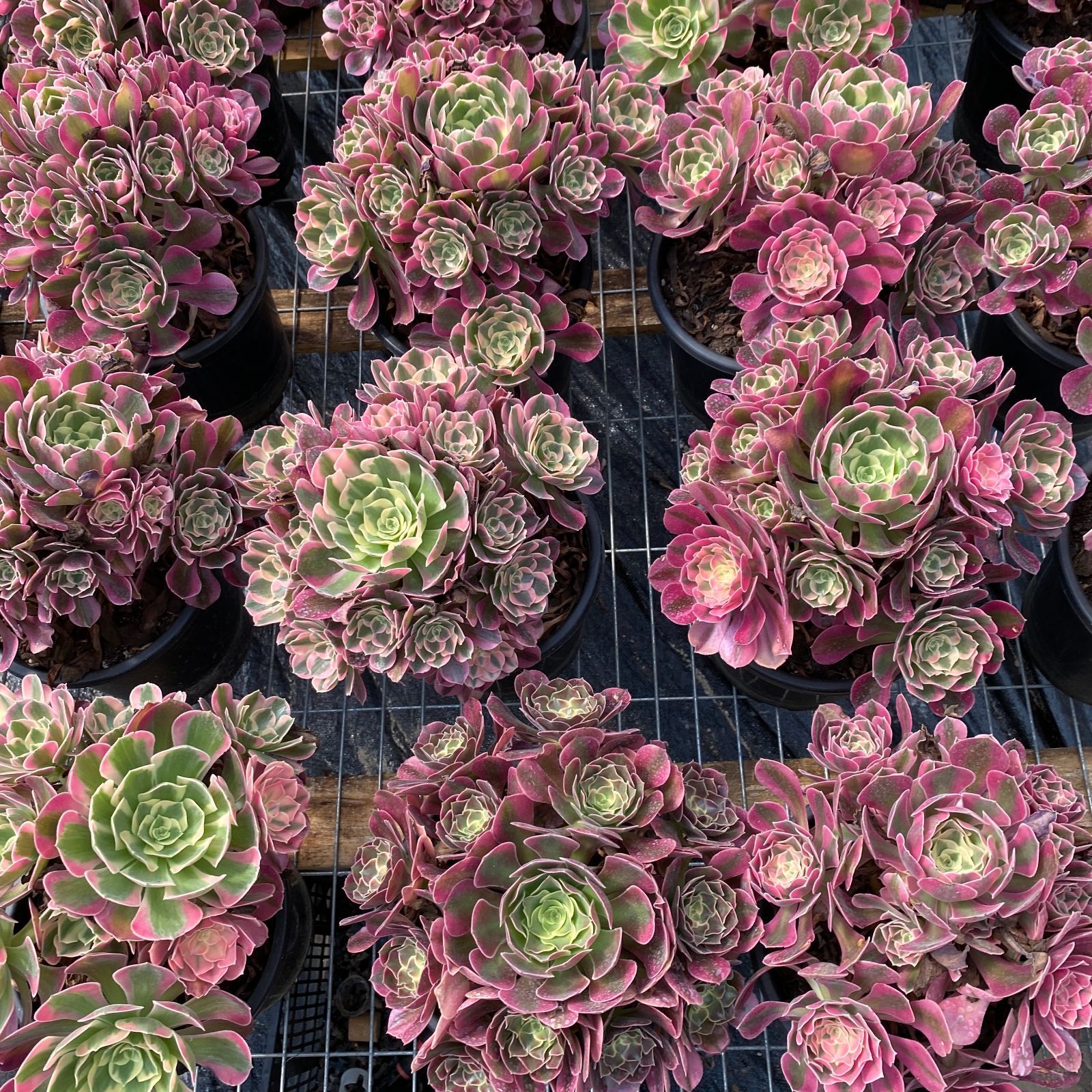 か*ん様 H725　バンシー　16株　抜き苗　多肉植物 エケベリア 韓国苗 16株の抜き苗セット】バンシー 多肉植物 佐川急便発送