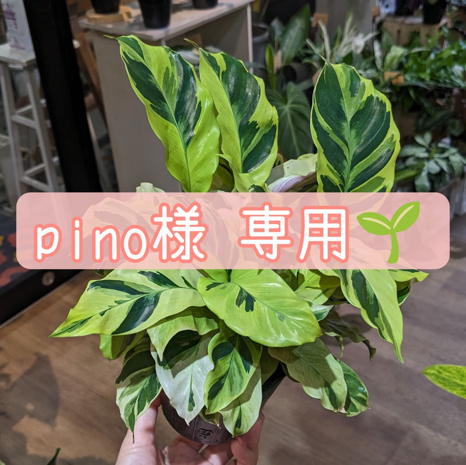 pino様専用ページです☆ - 植物と犬服のお店NOKO's - メルカリ