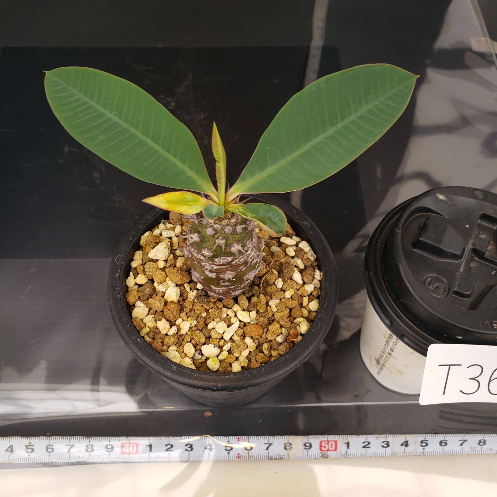 T362【自社養生株】ユーフォルビア パキポディオイデス（発根株