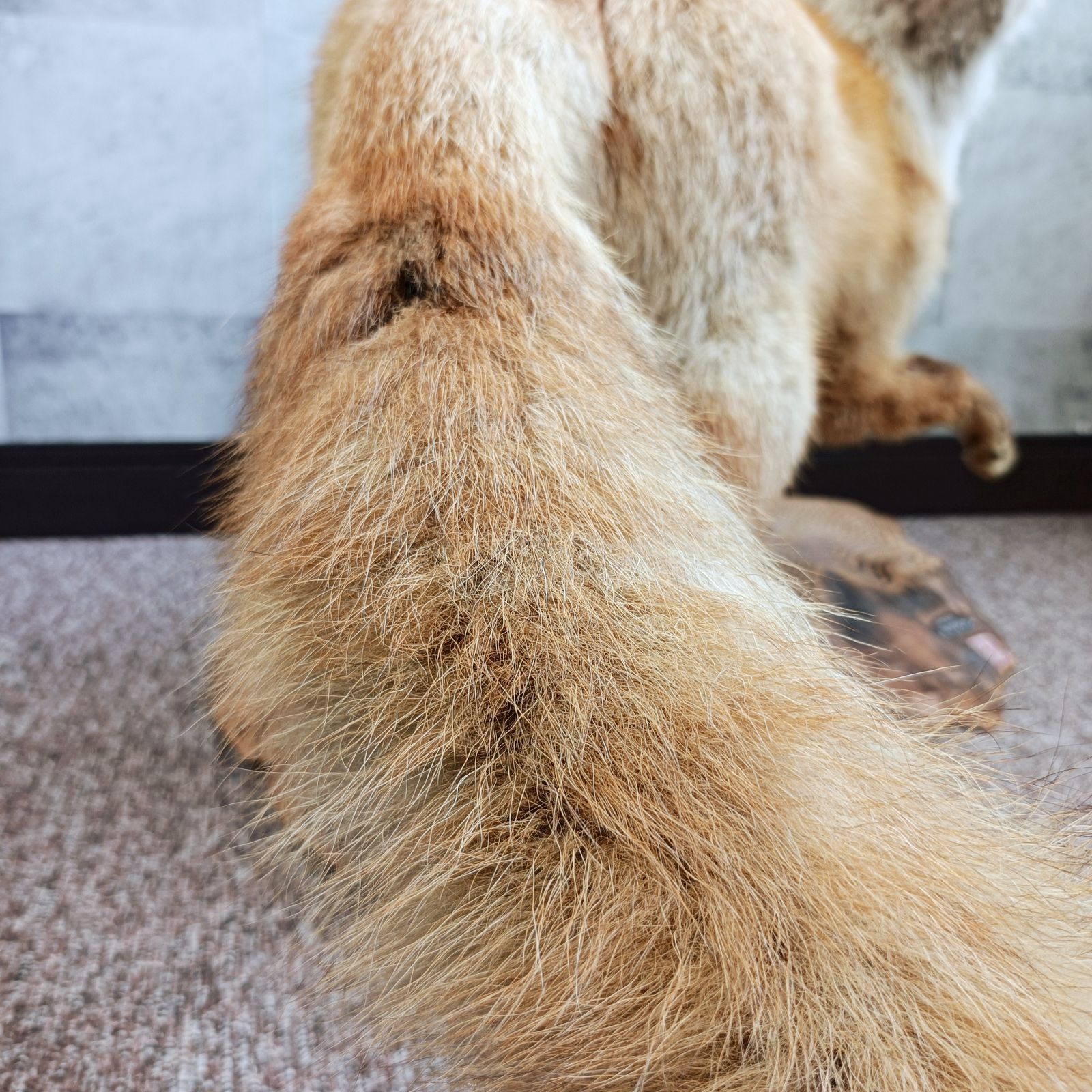 本州送料割あり】キツネ きつね 剥製 はく製 小林伯鳥作？ 動物 置物