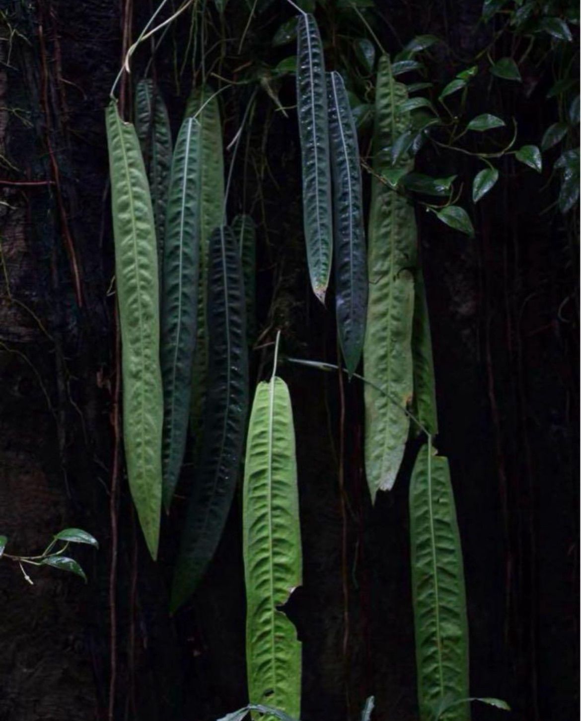 ウェンドリンゲリ Anthurium Wendlingeri - メルカリ
