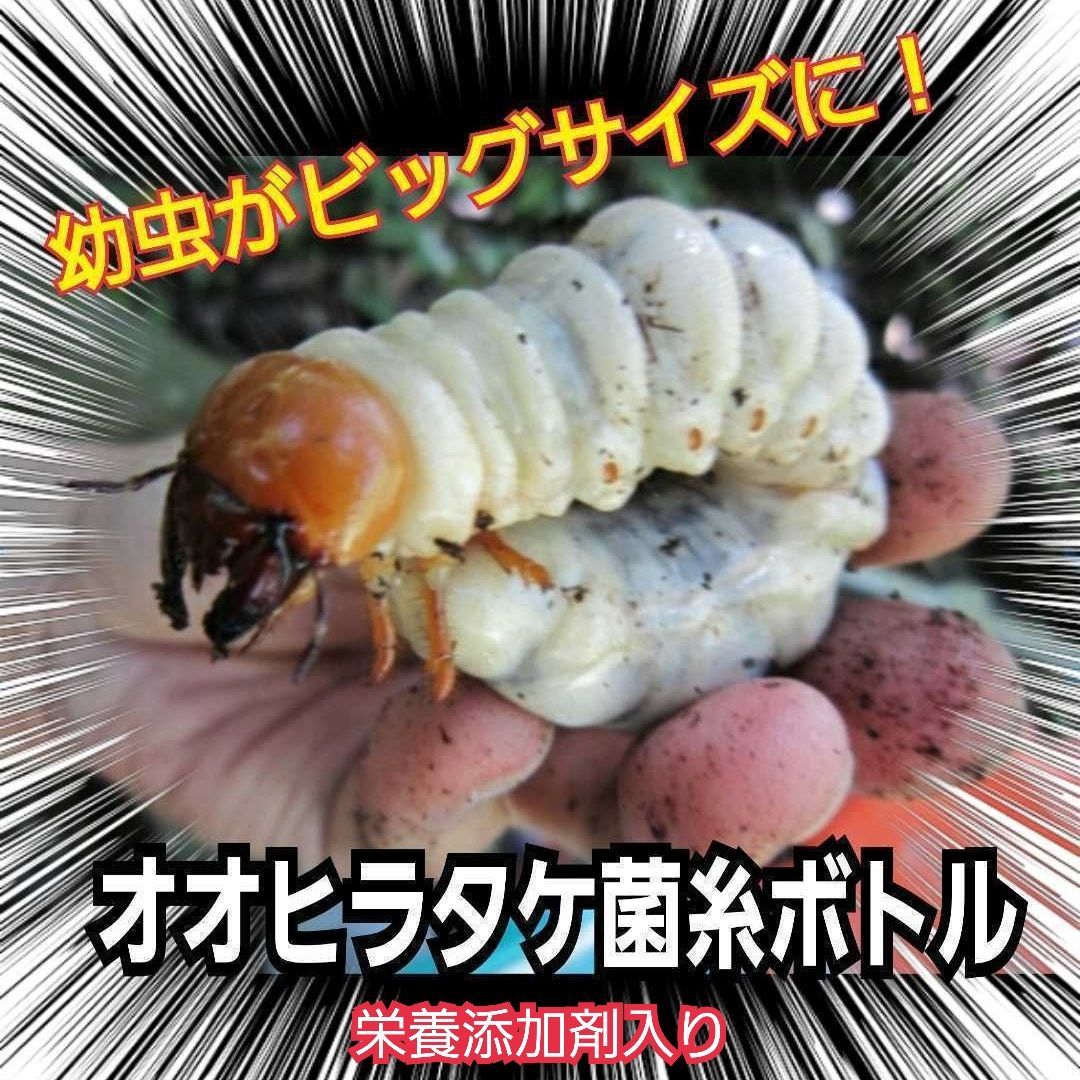 上 オオヒラタケ 菌糸瓶 8本セット 1100ml オオクワガタ ヒラタクワガタ ニジイロクワガタ ノコギリクワガタに トレハロース ローヤルゼリー キトサン 特殊アミノ酸強化配合で幼虫が大きくなる