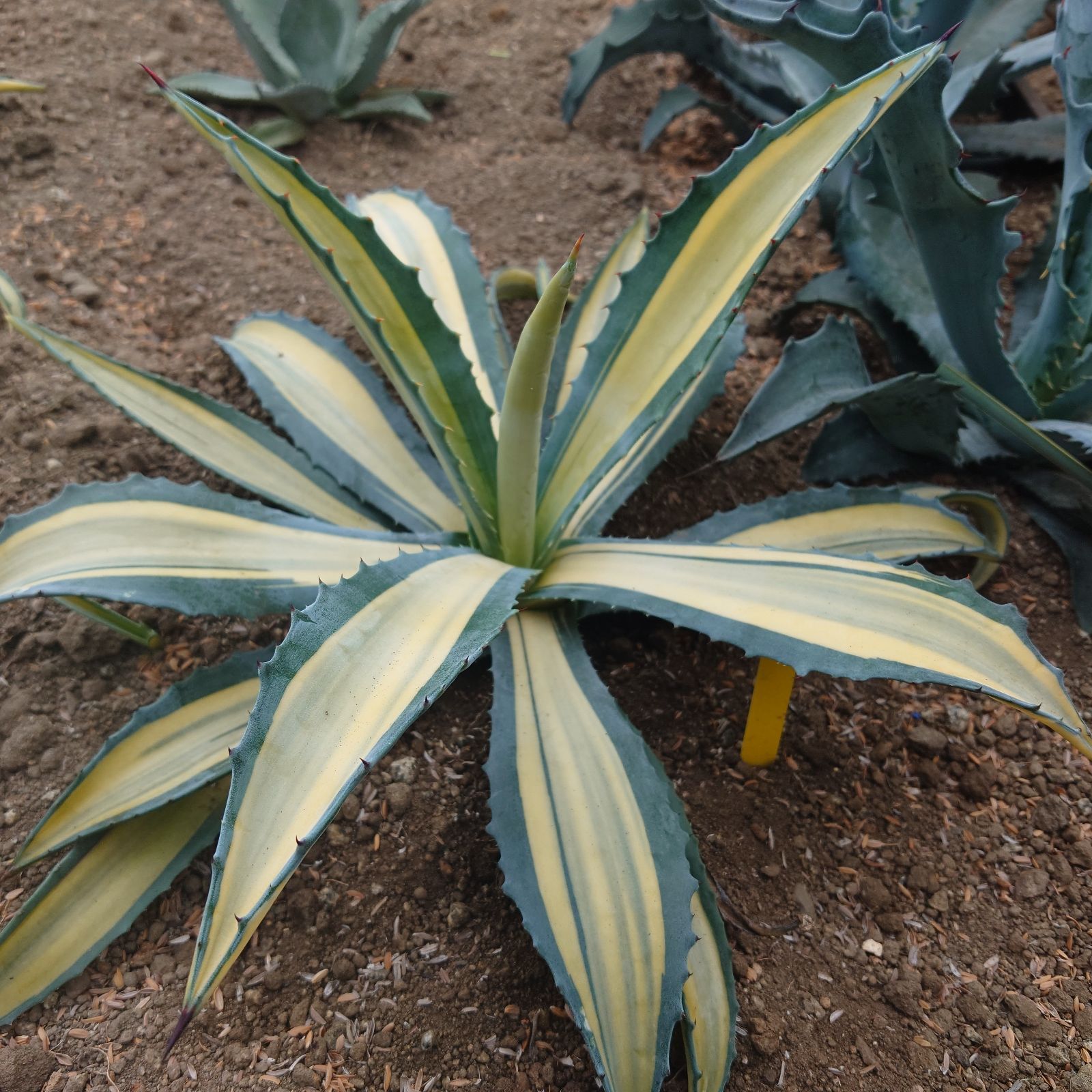 アガベ アメリカーナ メディオピクタゴールド 直径約42㎝ AGAVE