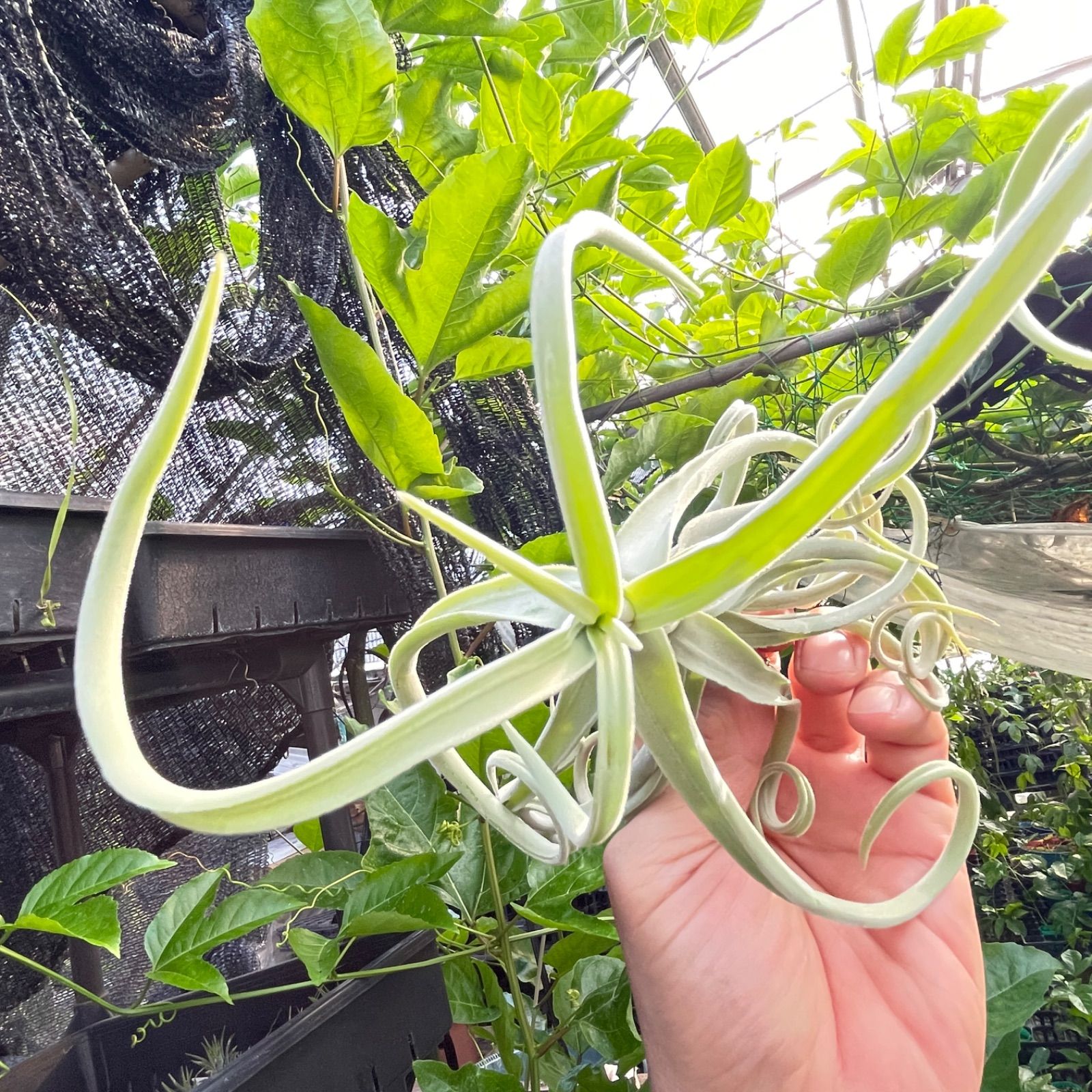 チランジア ドゥラティ 大株 Tillandsia duratii チランジア ドゥラティ 大株 Tillandsia duratii チランジア