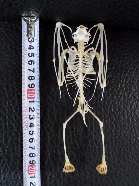 羽を閉じた デマレルーセットオオコウモリの骨格標本 - メルカリ