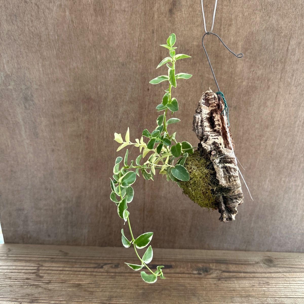 7 ホヤ　マチルダ　中斑入り　桜蘭　レア品種 7 ホヤ マチルダ 中斑入り 桜蘭 レア品種