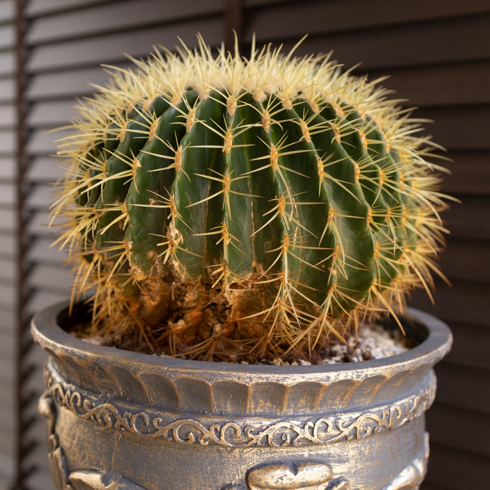 ナッシーさま）ギムノカリキウム、苗フルセット ブルチー、アンドレア