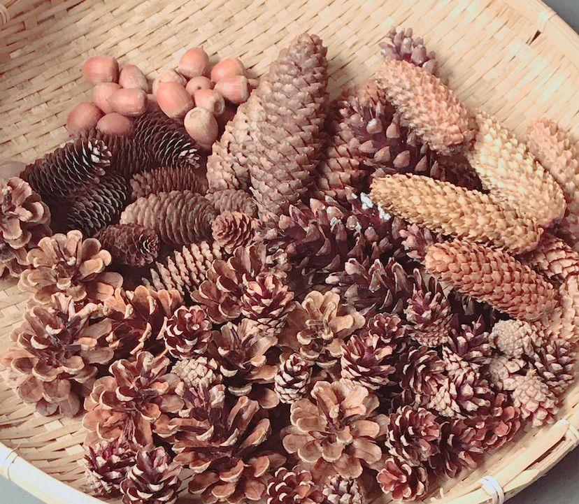 北海道の珍しい木の実・長い松ぼっくり 大量 クラフトにどうぞ - メルカリ