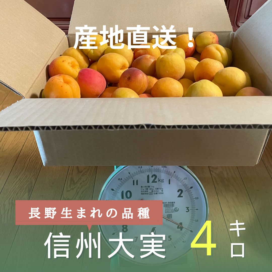 【長野県産】生あんず 信州大実 産地直送   6月29日収穫※6月30日朝まで購入限定（農協に出荷するため）