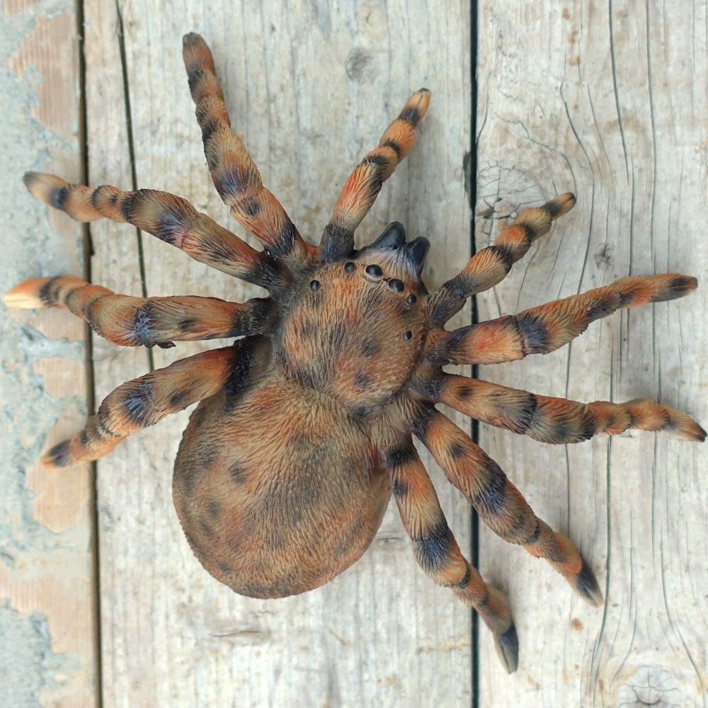 ビッグサイズ タランチュラ 置き物 おしゃれ リアル オブジェ 蜘蛛