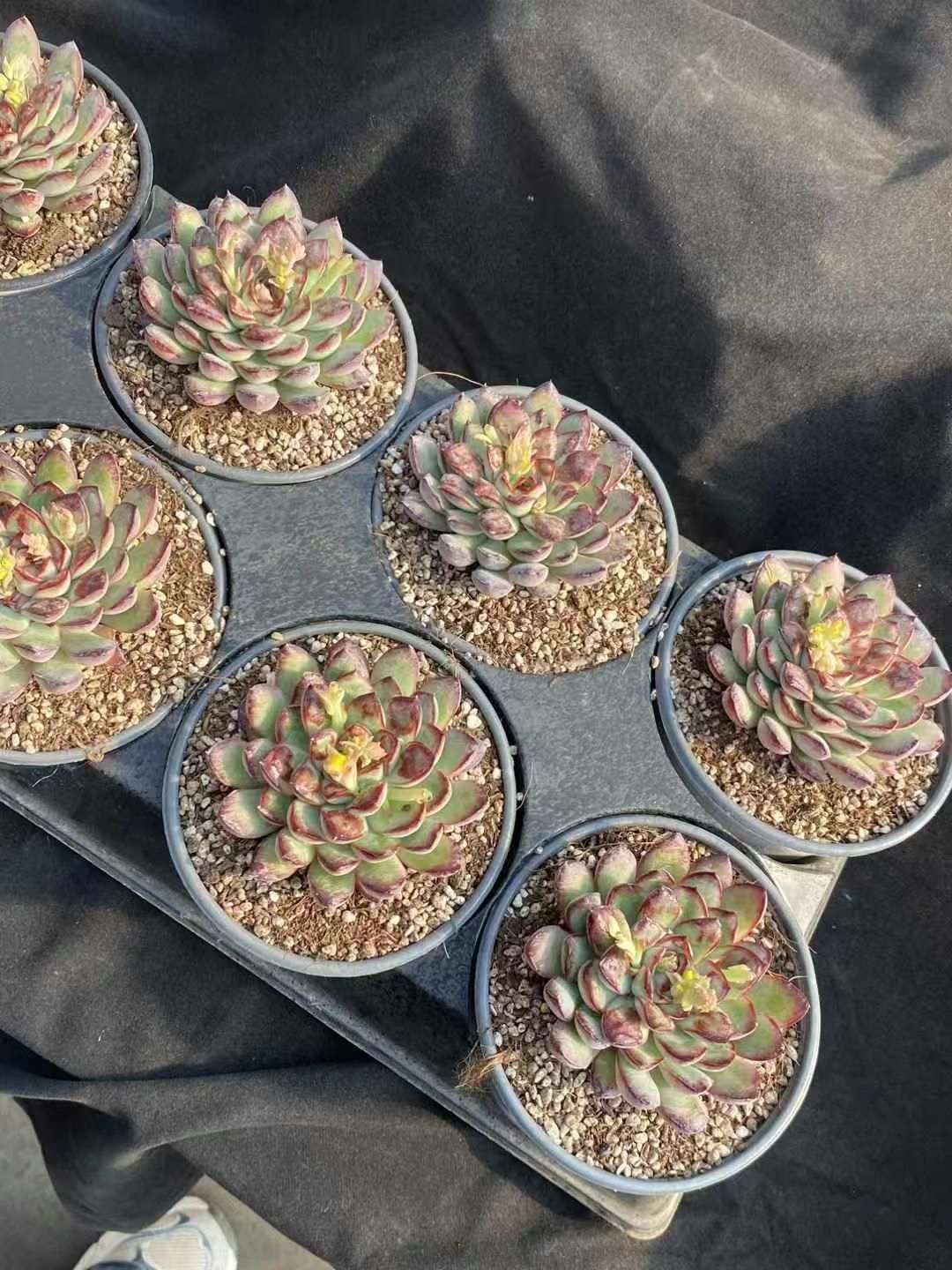 抜き苗 リンジュ MY257×20株 ふっくら 多肉植物 エケベリア サボテン 韓国苗 新入荷
