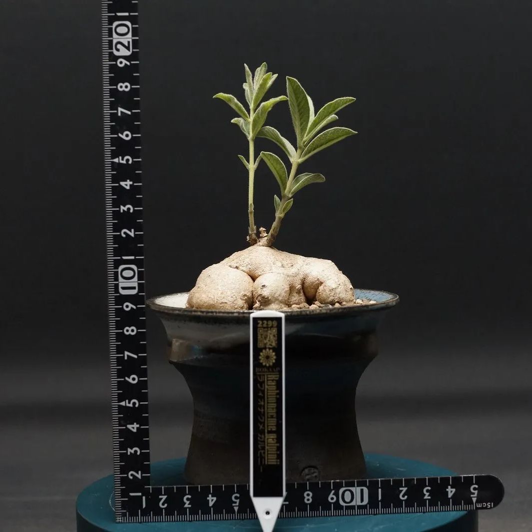 ラフィオナクメ ガルピニー Raphionacme galpinii