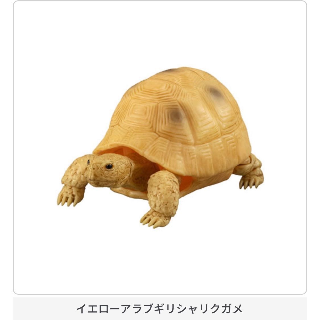 いきもの大図鑑かめ02ガチャガチャ亀マスコット人形フィギュアかわいい